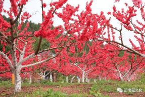 《寺外桃源講花卉》– 桃花朵朵，如何取舍